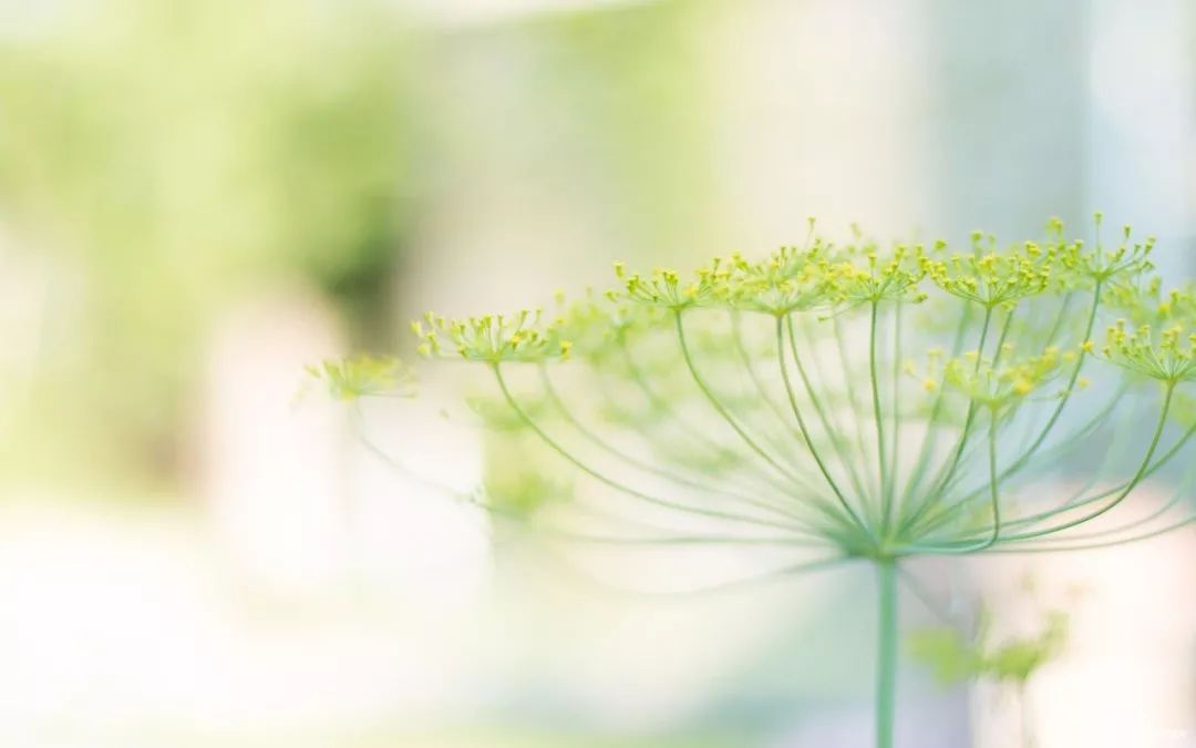 梦想会迟到，但它从未缺席