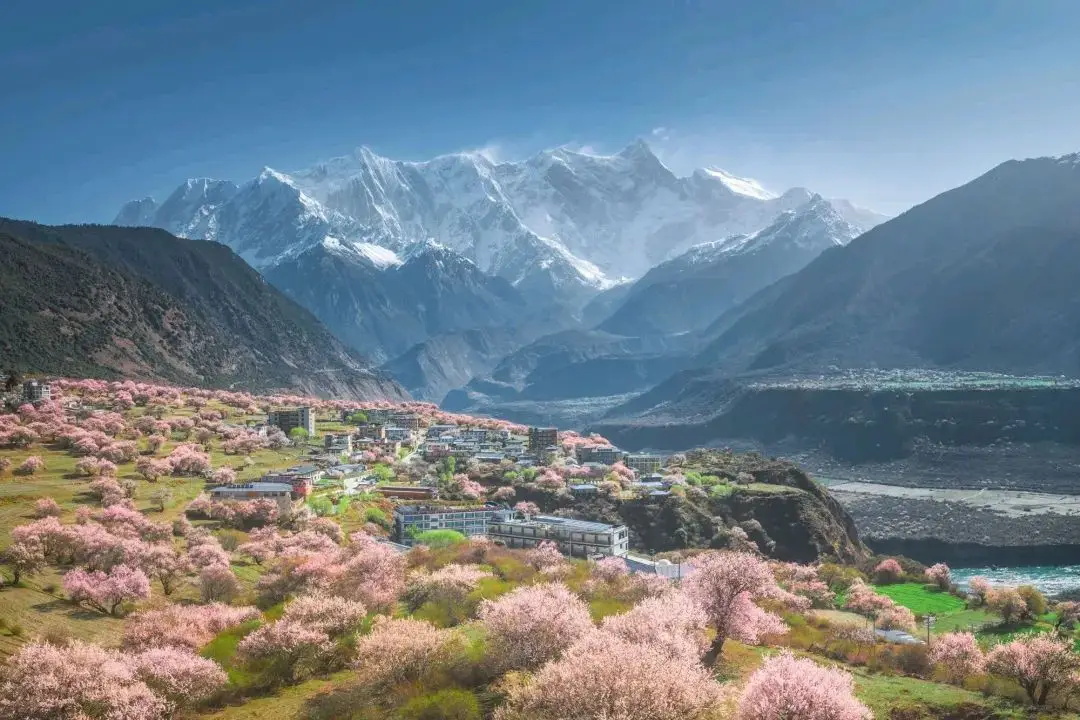 高考地理中的林芝桃花 