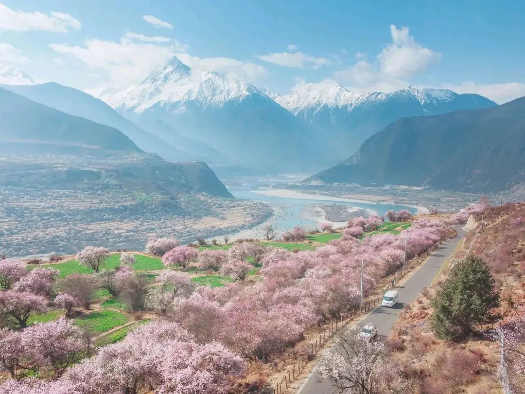 林芝桃花-1.jpeg 林芝桃花-1.jpeg