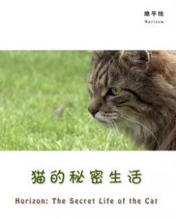 猫的秘密生活