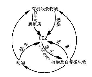 自然界物质循环